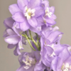 紫色紫罗兰 20枝 | 新客福利 商品缩略图2