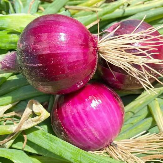 羊粪洋葱 商品图4