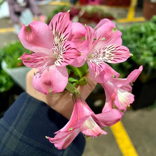 进口水仙百合·粉色 商品图0