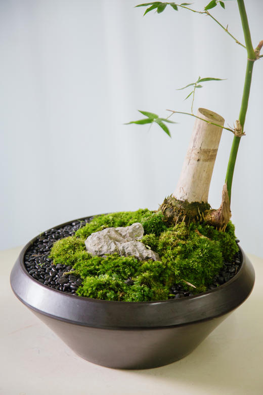 黑色盆勒竹盆栽 商品图1