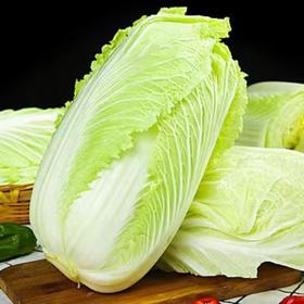 有机大白菜 1kg/份
