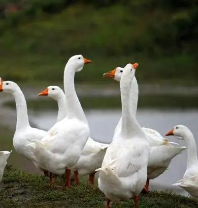 【自提】丨2024年双十二秒杀·散养农村现杀东北笨大鹅丨（6斤左右168元）丨整只清理好，含鹅肝鹅心鹅胗丨2024年12月14日自提 商品图0