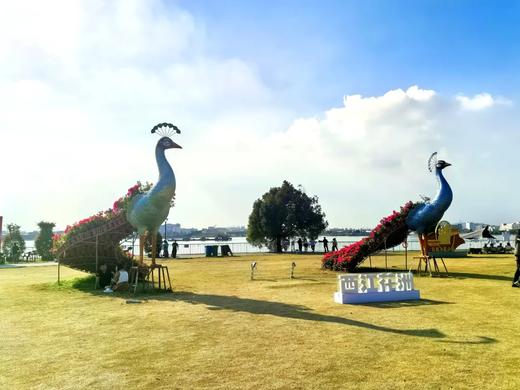 户外@中山小榄菊花展+横栏花海长廊1天 商品图6