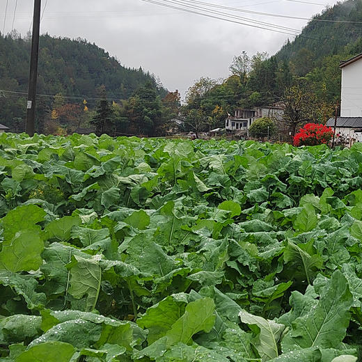 市面上少见的恩施富硒油菜苔 头茬上市 鲜甜嫩爽 富含硒 商品图1