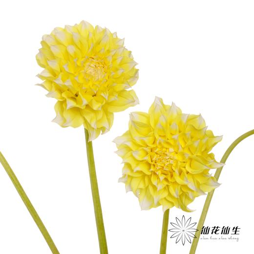 配花 | 大丽花柠檬桃子 商品图3