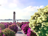户外@中山小榄菊花展+横栏花海长廊1天 商品缩略图5