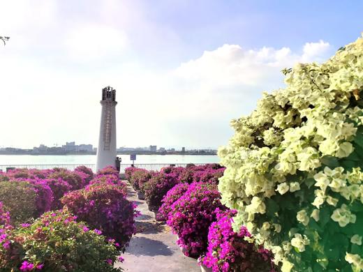 户外@中山小榄菊花展+横栏花海长廊1天 商品图5