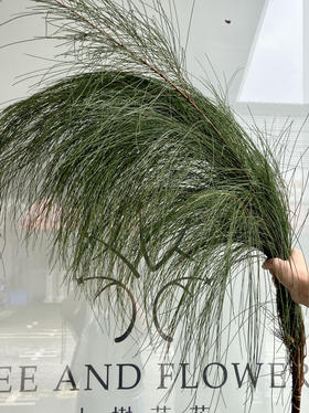 国产花材-【木麻黄】