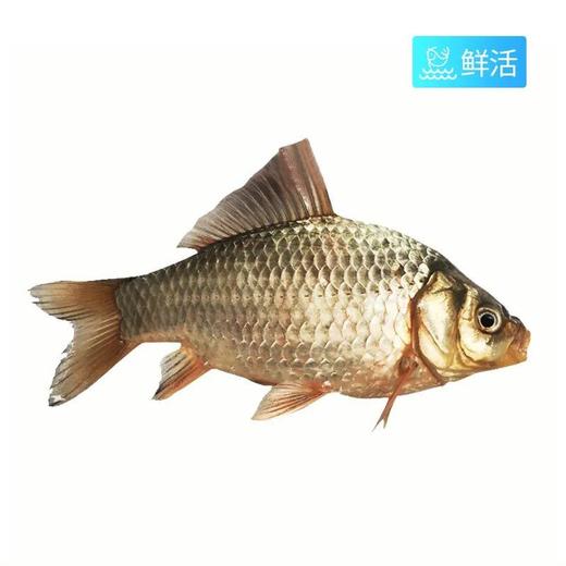 弗晟吊水鲫鱼(550g±50g)多退少补（默认不收拾，收拾请备注） 商品图0