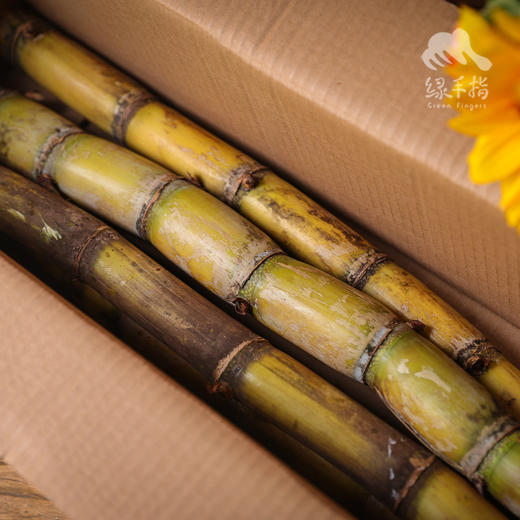 生态甘蔗 | 绿家自产*Eco-Sugarcane | Self-production 商品图3