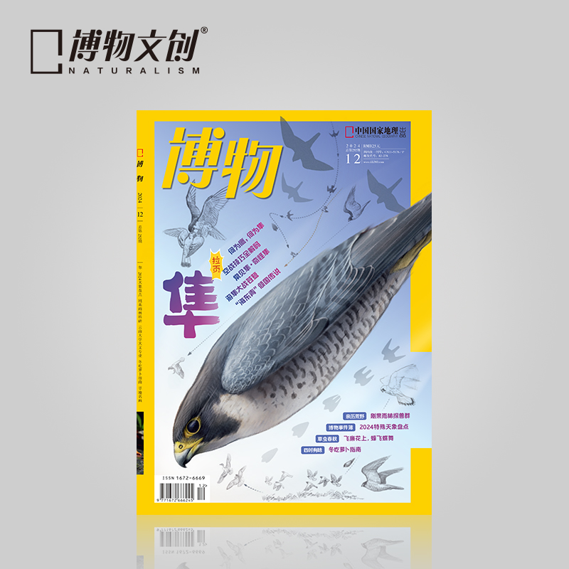博物杂志预售 2024年12月刊  隼 精美大拉页 博物大学 青少年科普杂志