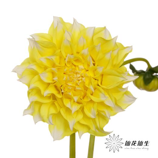 配花 | 大丽花柠檬桃子 商品图0