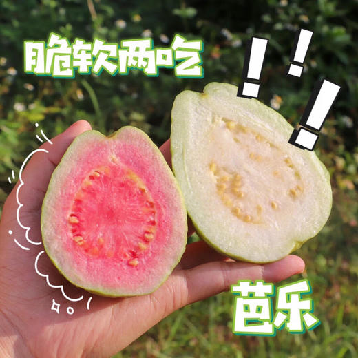 【黄金奶油芭乐】软糯香甜、香气迷人、口感类似榴莲中的猫山、可香可糯可甜 商品图8