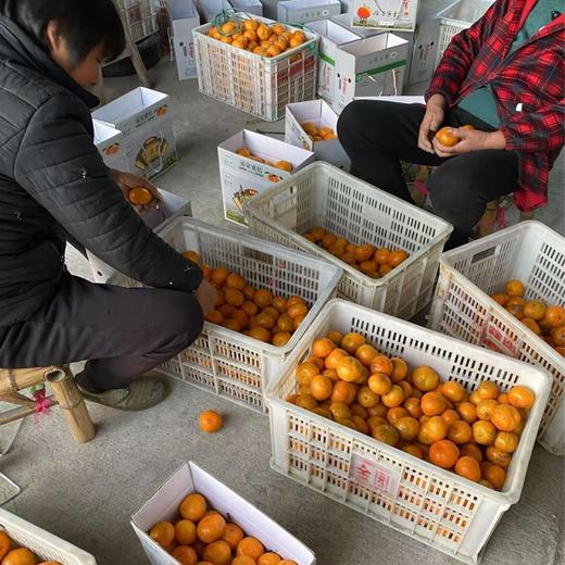 【正宗临海涌泉蜜桔】【老树果】2025年新鲜采摘国家地理标志产品  天下一奇，吃桔带皮，临海被誉为“江南桔乡”“无核蜜橘之乡” 商品图5