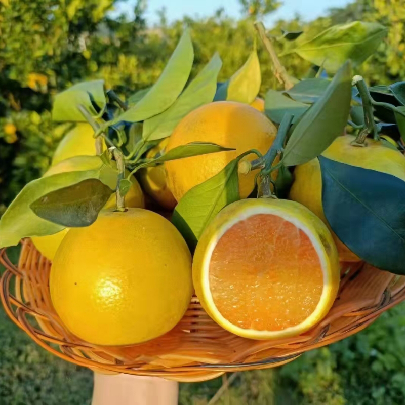 正宗廉江红橙特级优品薄皮甜橙红橘头橙子当季10斤装