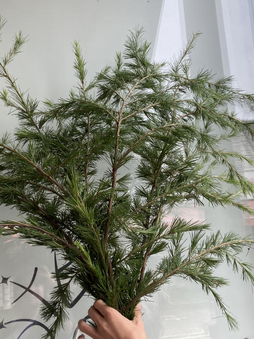 国产花材-【针松】 商品图1