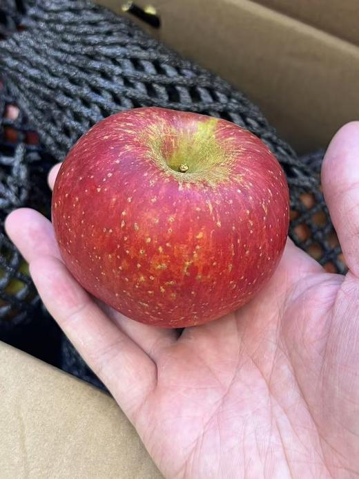 贵州杨华野生苹果（5斤装） 商品图0