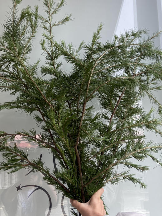 国产花材-【针松】 商品图0