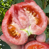 攀枝花【露天沙瓤西红柿】自然生长，无膨大剂，无激素，健康安全，沙瓤细腻，饱满多汁 ！【顺丰快递】 商品缩略图5