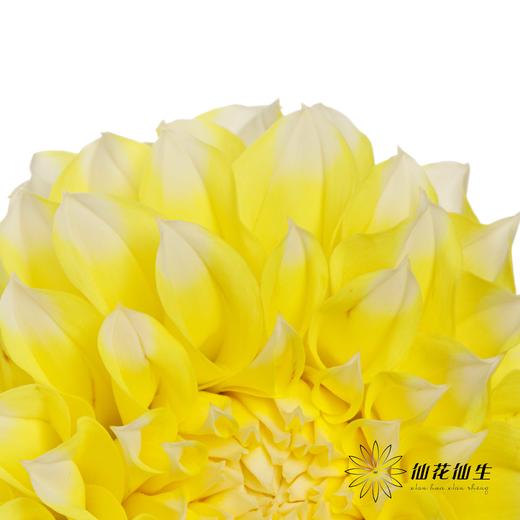 配花 | 大丽花柠檬桃子 商品图2