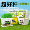 【好种好玩又好吃】水培发芽植物菜菜盒 儿童种植小盆裁生长现察花农幼儿园绿植小学生蔬菜盒 商品缩略图0