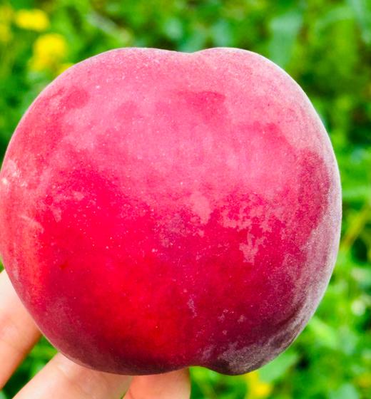 澳洲水蜜桃，软硬皆宜，硬果脆甜有韧劲，软了之后吃起来口感绝佳，蜜糯柔，水分足，细腻到入口即化，悠悠回味～ 商品图1