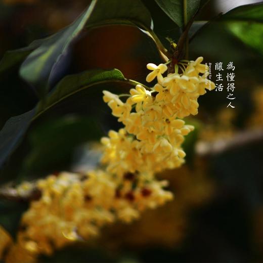 鲜桂花酒 鲜桂花和桂花露双重发酵 手工酿制 这米酒 不同凡响 传统古法自酿 炙烤工艺造就 |百里食 商品图3