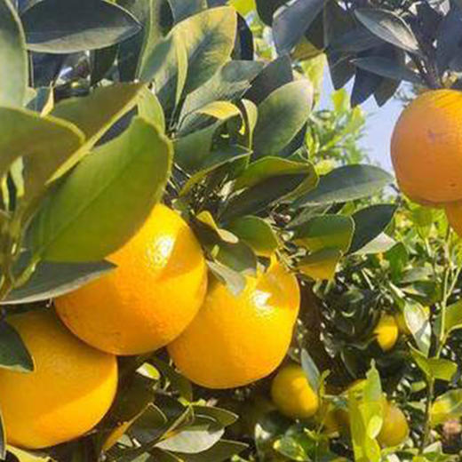 正宗廉江红橙特级优品薄皮甜橙红橘头橙子当季10斤装 商品图1