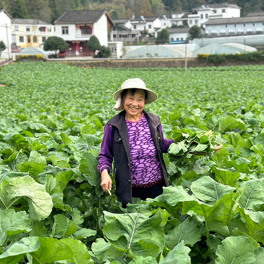 市面上少见的恩施富硒油菜苔 头茬上市 鲜甜嫩爽 富含硒 商品图2