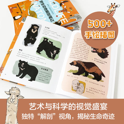 野生动物解剖笔记 全景图说野生动物百科中小学生科普读物 500幅精细的科学手绘插图 商品图1
