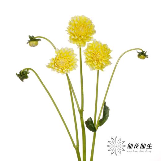 配花 | 大丽花柠檬桃子 商品图1