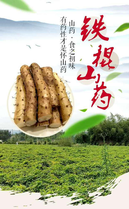 有药性才叫怀山药【一碗好范】垆土怀山药片 生态种植无农残 易煮香甜软糯  商品图7