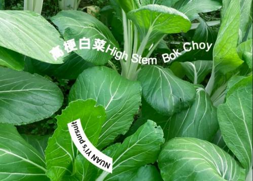 暖壹有机高梗白菜 商品图0