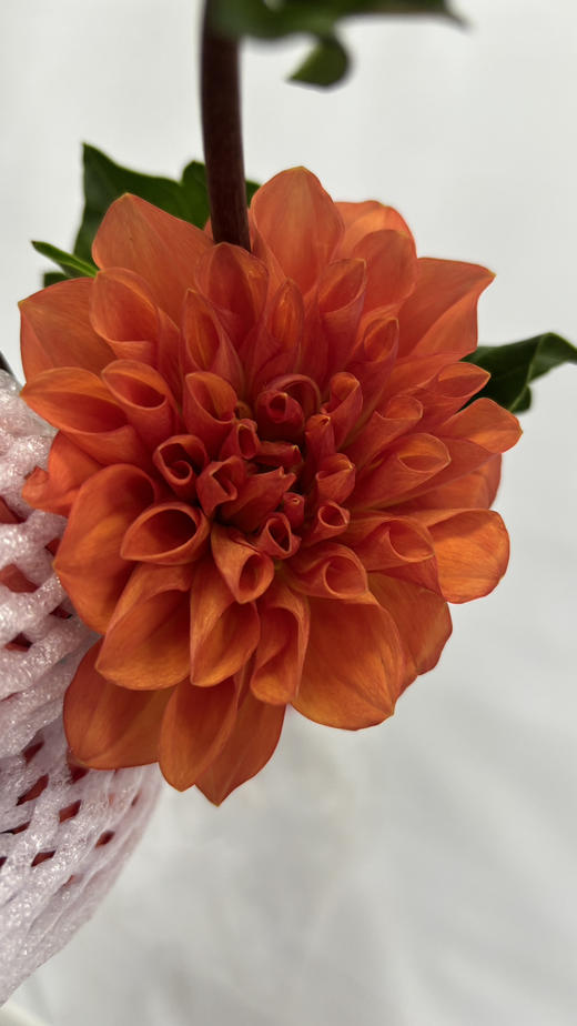 【新花派】大丽花-琳达宝贝（深橙色）5枝/扎 商品图4