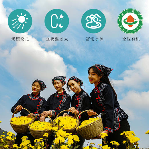 御华景宸有机皇菊 黄菊菊花茶花草茶瓶装富锶富黄酮 商品图6