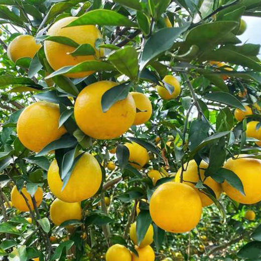 正宗廉江红橙特级优品薄皮甜橙红橘头橙子当季10斤装 商品图2