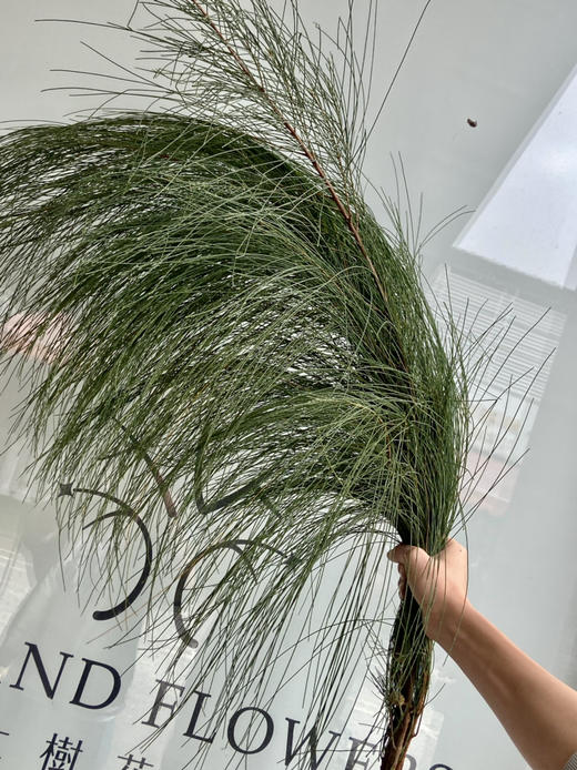 国产花材-【木麻黄】 商品图1