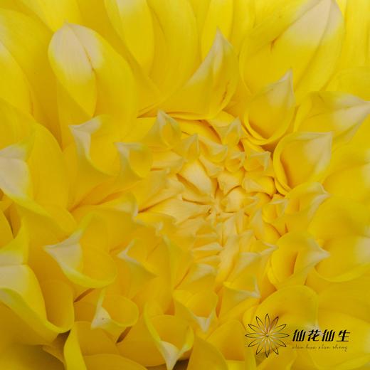 配花 | 大丽花柠檬桃子 商品图4