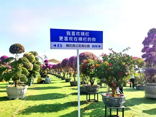 户外@中山小榄菊花展+横栏花海长廊1天 商品图4