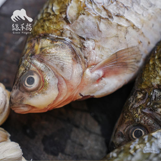 野生冷鲜鲫鱼（京津冀地区包邮）| 合作生产 * Carassius auratus | Partner Production 商品图2