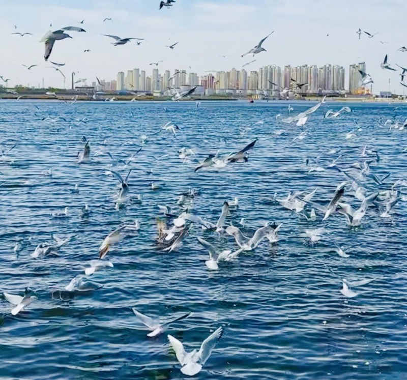 周末1天【天津海鸥】西伯利亚海鸥来袭-滨海看海鸥-打卡古文化街-意式风情区-五大道