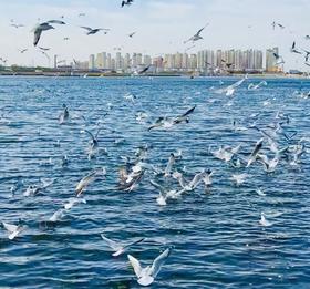 周末1天【天津海鸥】西伯利亚海鸥来袭-滨海看海鸥-打卡古文化街-意式风情区-五大道