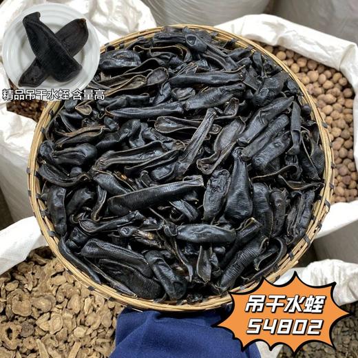 水蛭 吊干水蛭  金边水蛭 商品图1