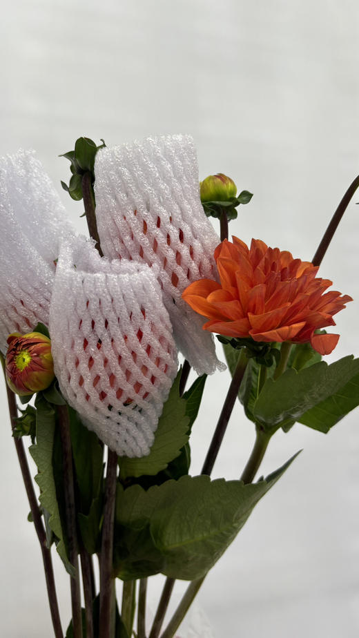 【新花派】大丽花-琳达宝贝（深橙色）5枝/扎 商品图5