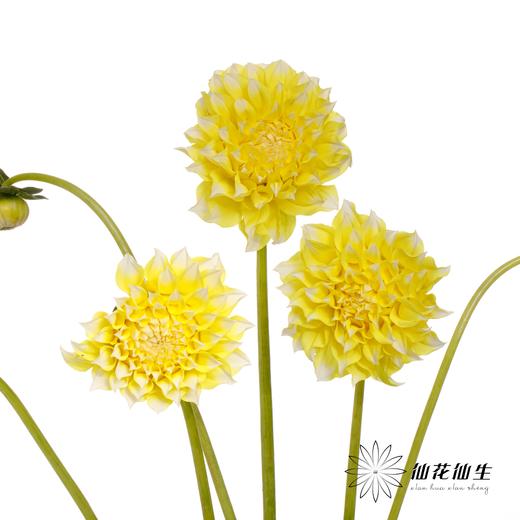 配花 | 大丽花柠檬桃子 商品图5