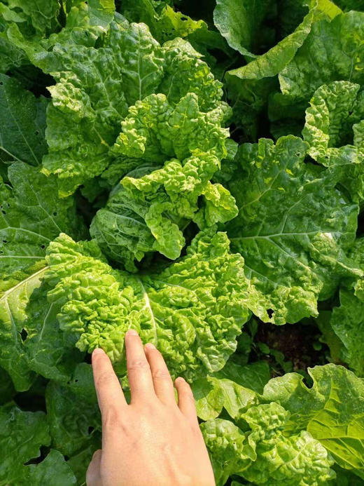 高山上生长的毛白菜，吸收着纯净的阳光雨露，口感清脆爽口，带着淡淡的甜味，无论是清炒还是做汤，都能让你品尝到最纯正的蔬菜味道。高山毛白菜营养丰富，富含维生素和矿物质，对身体超级有益！4-4.5斤/袋 商品图2