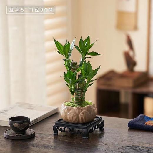 【富贵竹步步高升】荷花竹中式造型盆栽 室内招财花卉绿植 花卉盆景植物 商品图7
