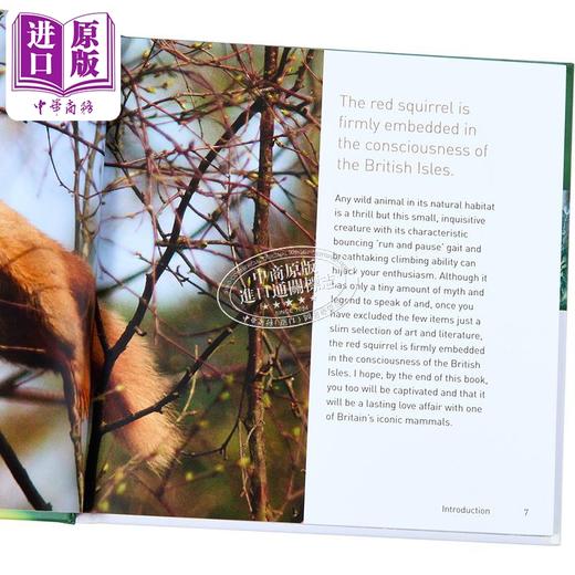【中商原版】红松鼠之书 英文原版 The Red Squirrel Book Russ Jane 简 拉斯 科普读物 野生动物保护 精美摄影作品 商品图2