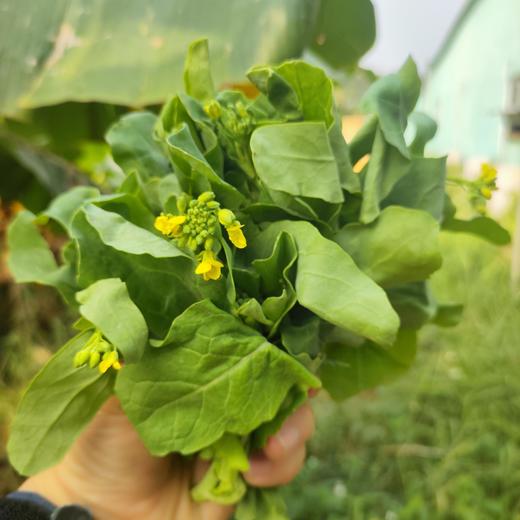 生态菜苔团购（混合装）| 绿家自产* Eco-Caitai group-buy | Self-production 商品图2