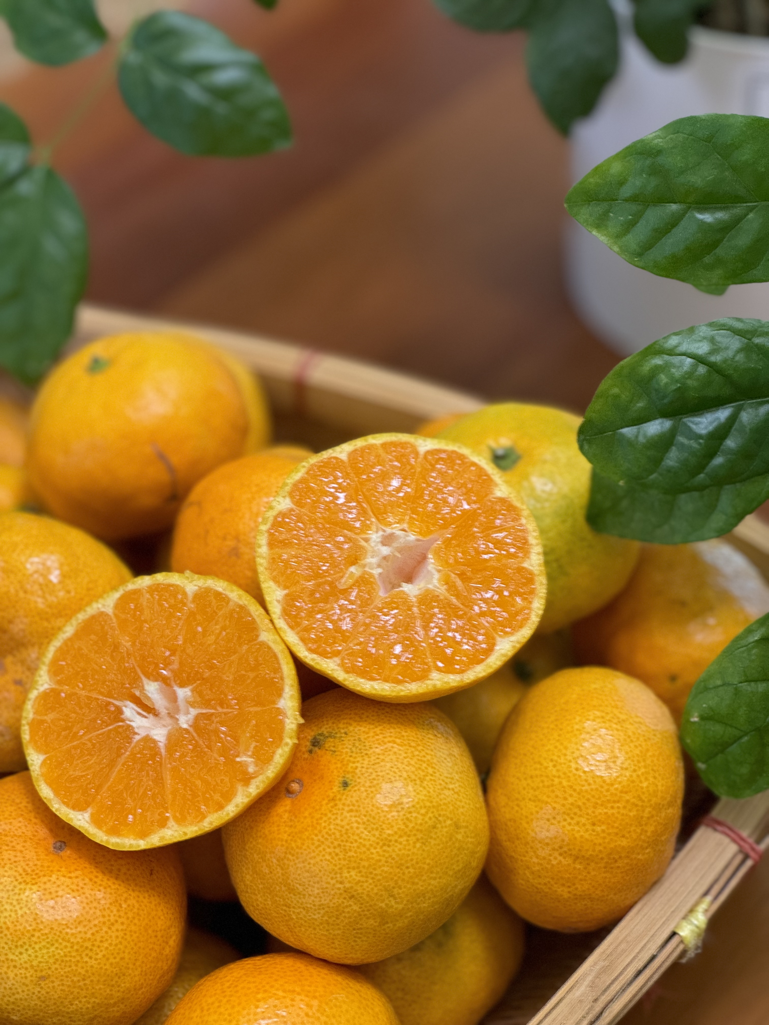 【正宗临海涌泉蜜桔】【老树果】2025年新鲜采摘国家地理标志产品  天下一奇，吃桔带皮，临海被誉为“江南桔乡”“无核蜜橘之乡”